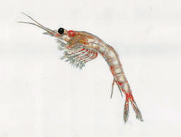 Mysis Shrimp