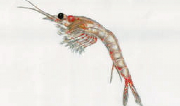 shrimp mysis